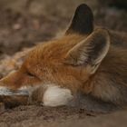 Der schlafende Fuchs