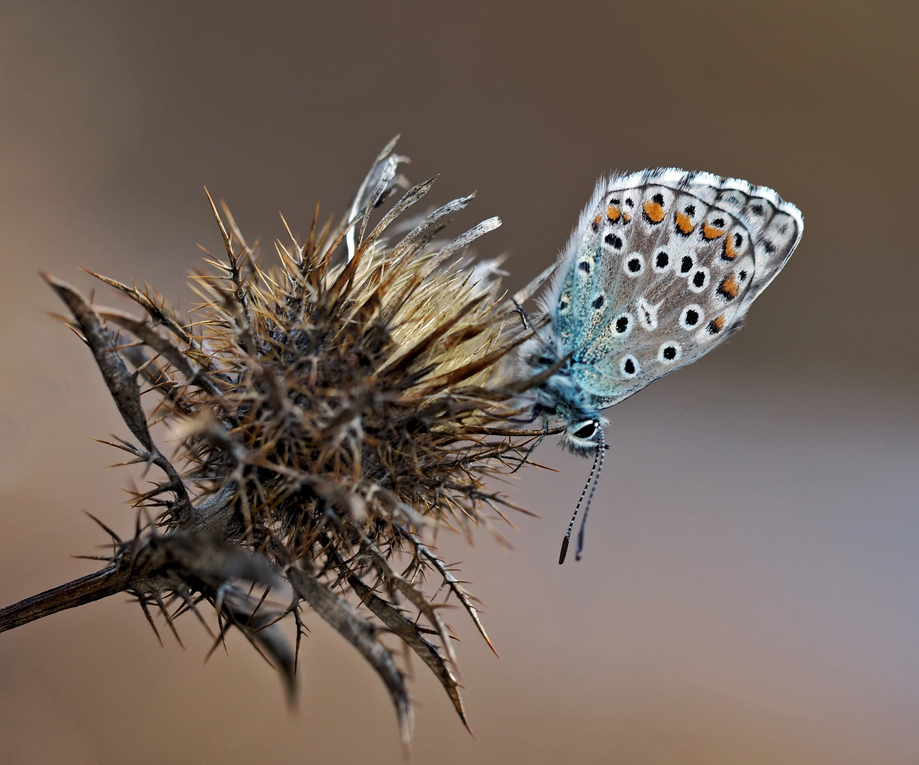 Der schlafende Himmelblaue Bläuling im November! * - Le Bel-Argus, l'Azuré bleu céleste. Il dort!