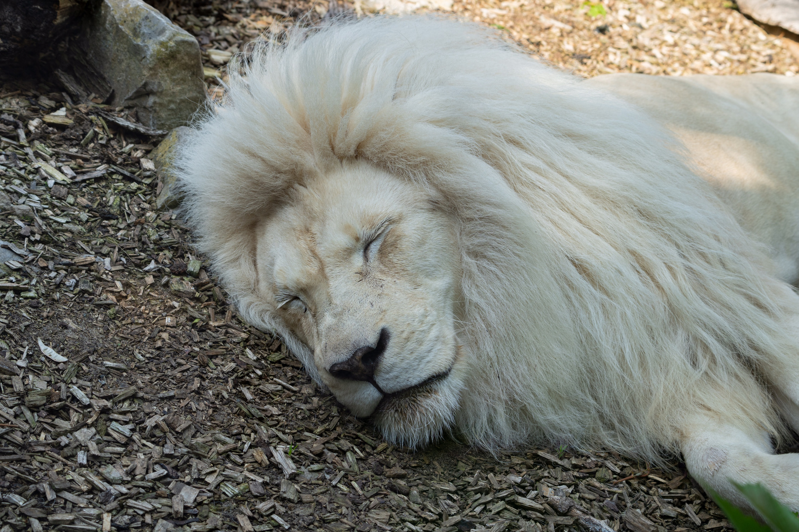 Der schlafende König 