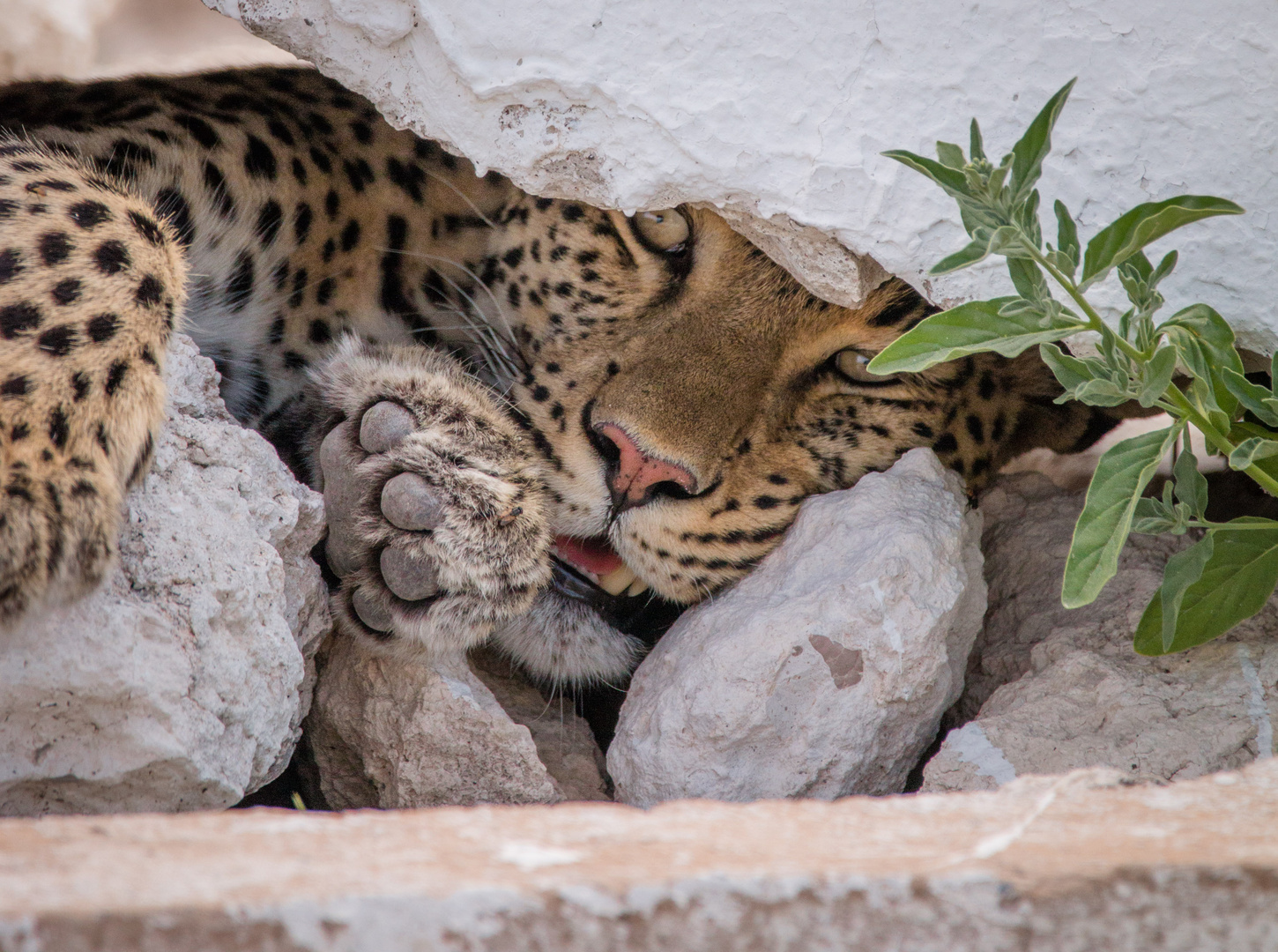 Der schlafende Leopard