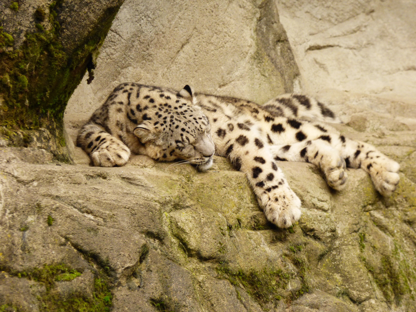 Der Schlafende Leopard