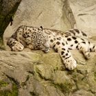 Der Schlafende Leopard