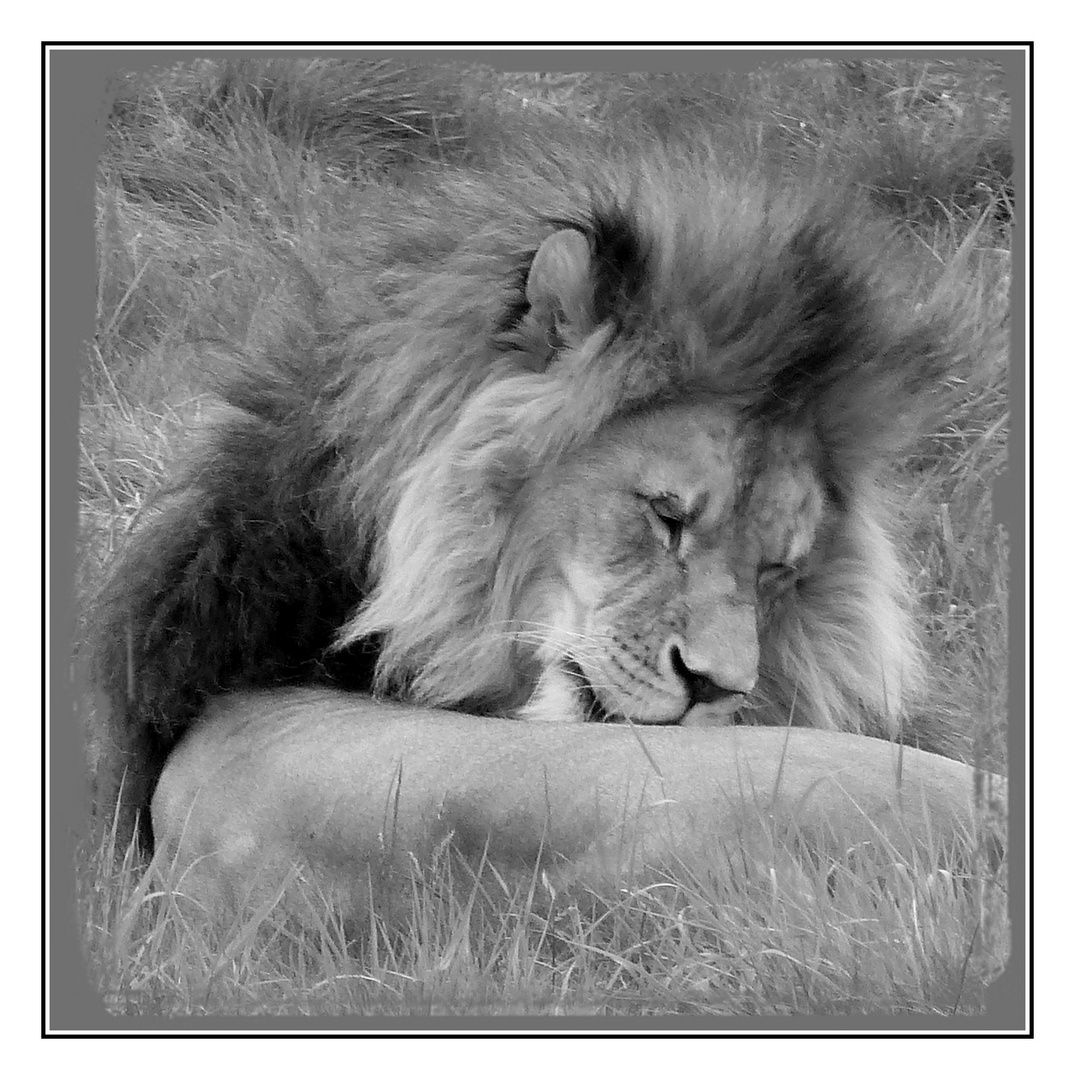 der schlafende Löwe