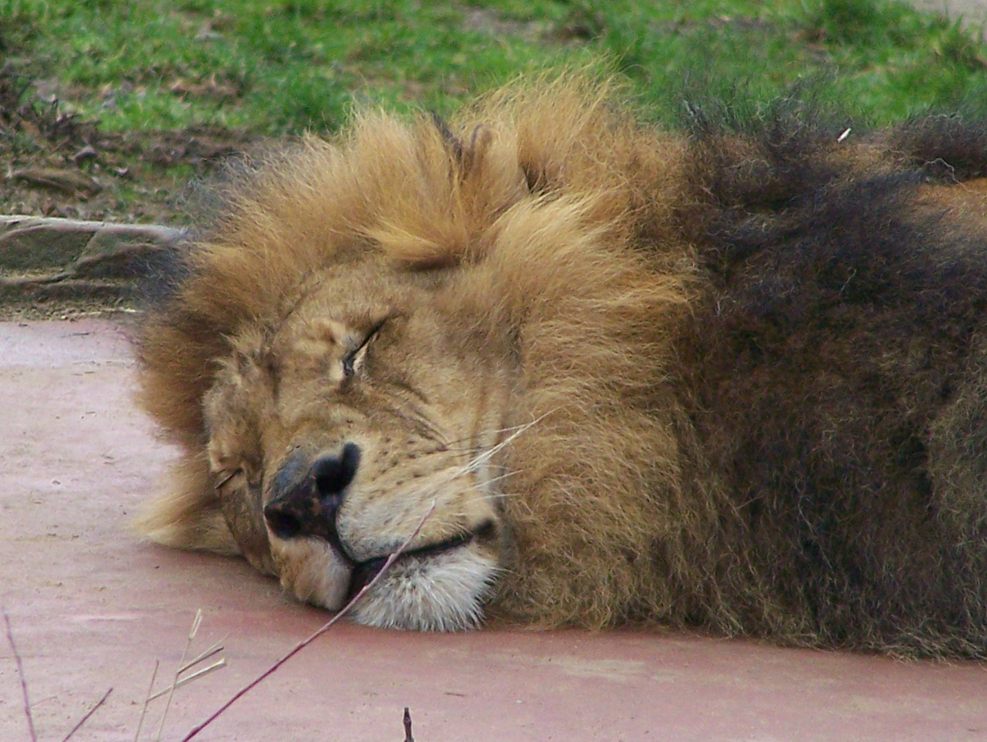 Der schlafende Löwe