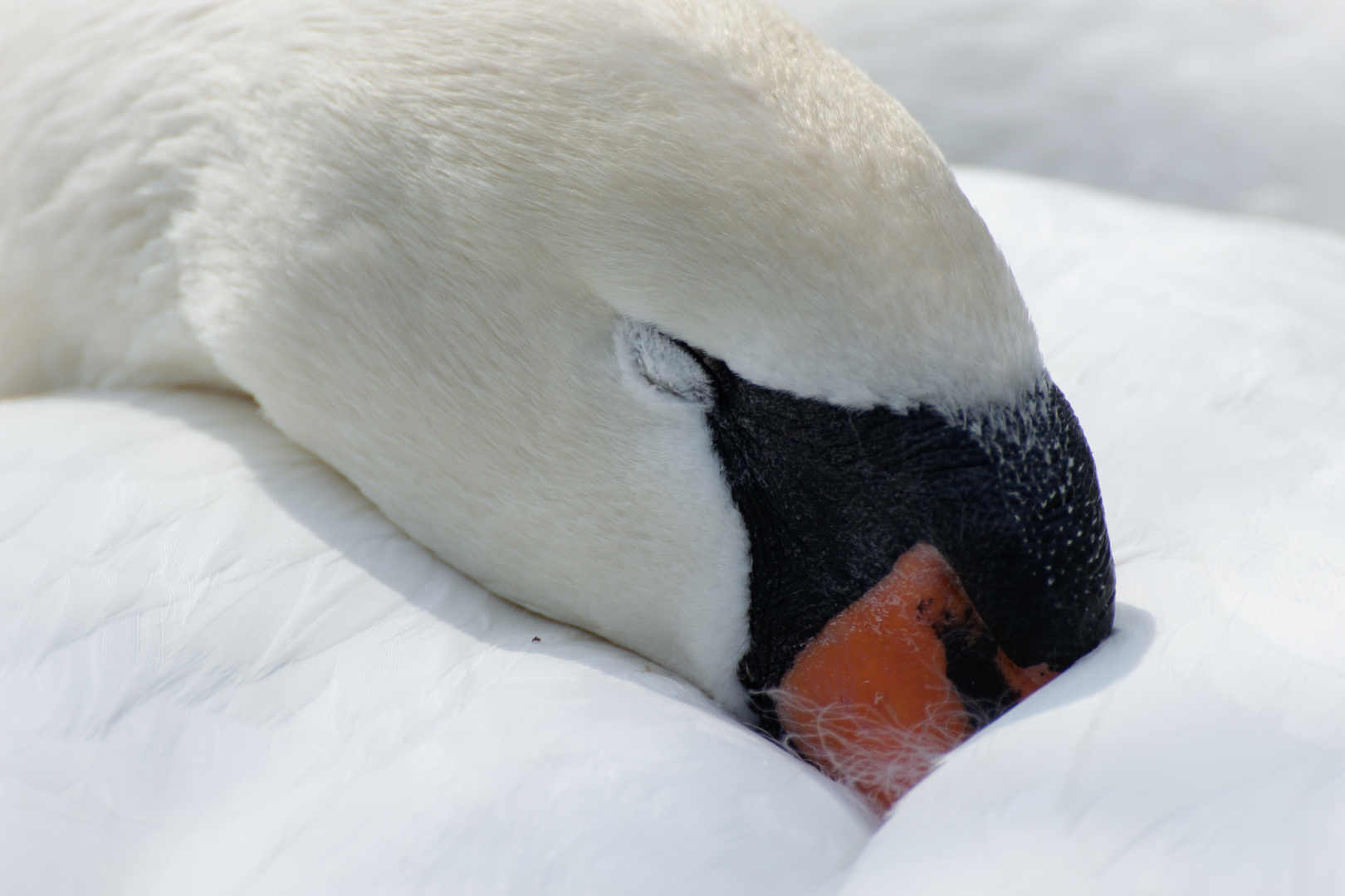 Der schlafende Schwan