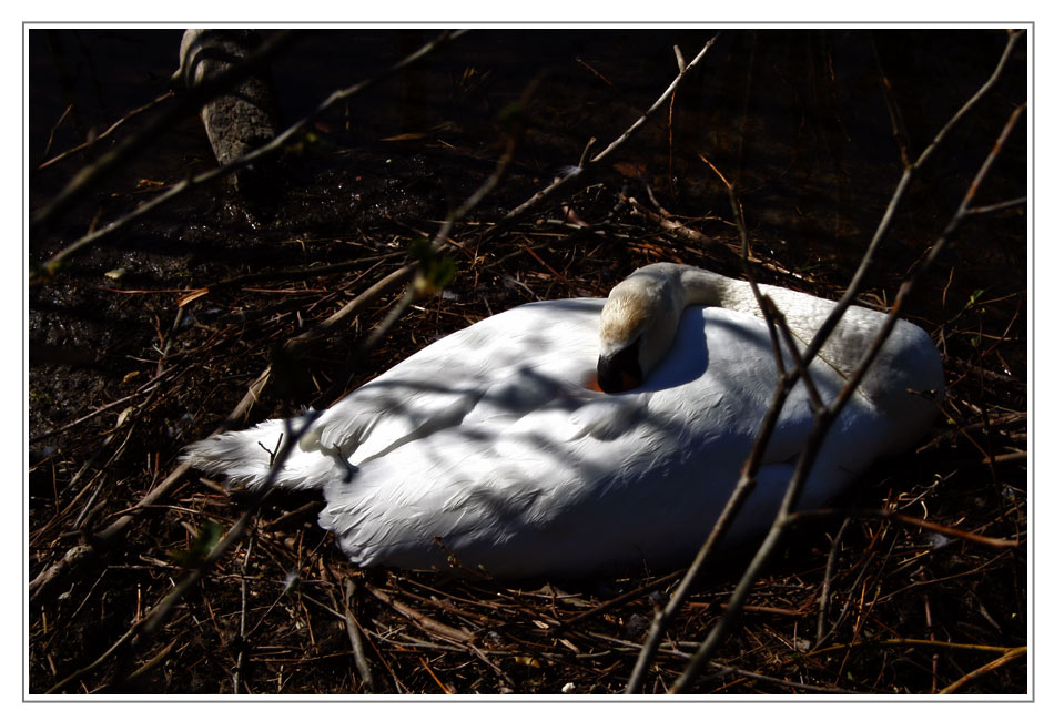 Der schlafende Schwan