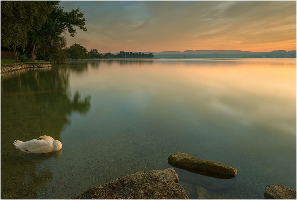 Der schlafende Schwan