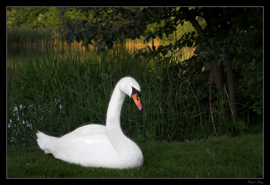 Der schlafende Schwan