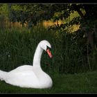 Der schlafende Schwan