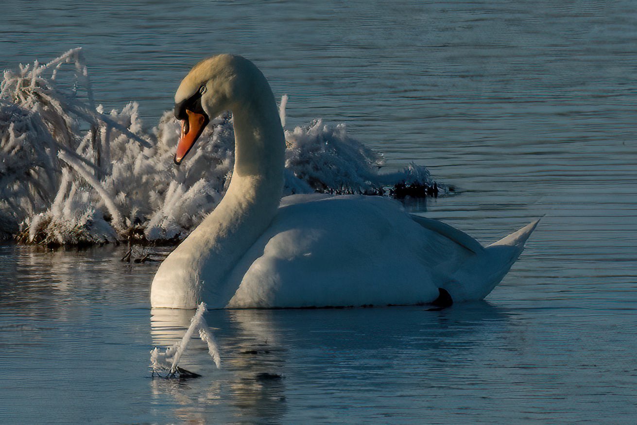 Der schlafende Schwan