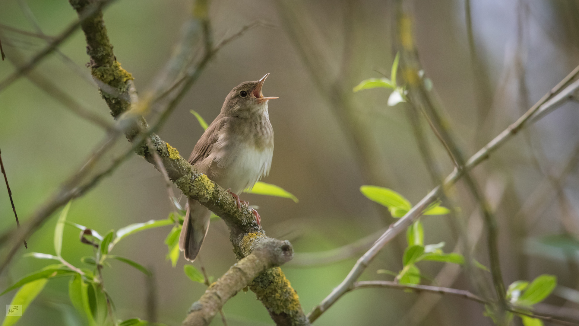 Der Schlagschwirl (Locustella fluviatilis)