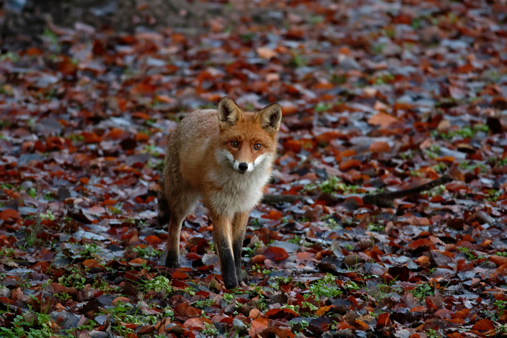 Der Schlammläufer - Rotfuchs im herbstlichen Laub