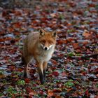 Der Schlammläufer - Rotfuchs im herbstlichen Laub