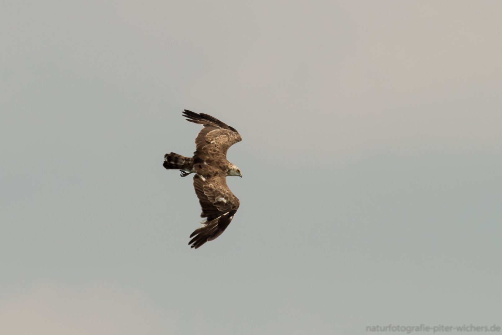 Der Schlangenadler...