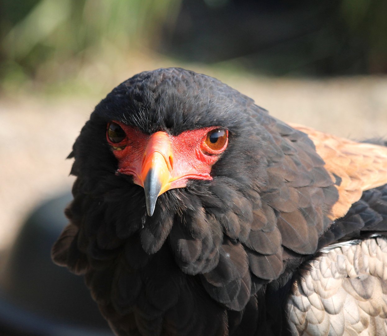 Der Schlangenadler