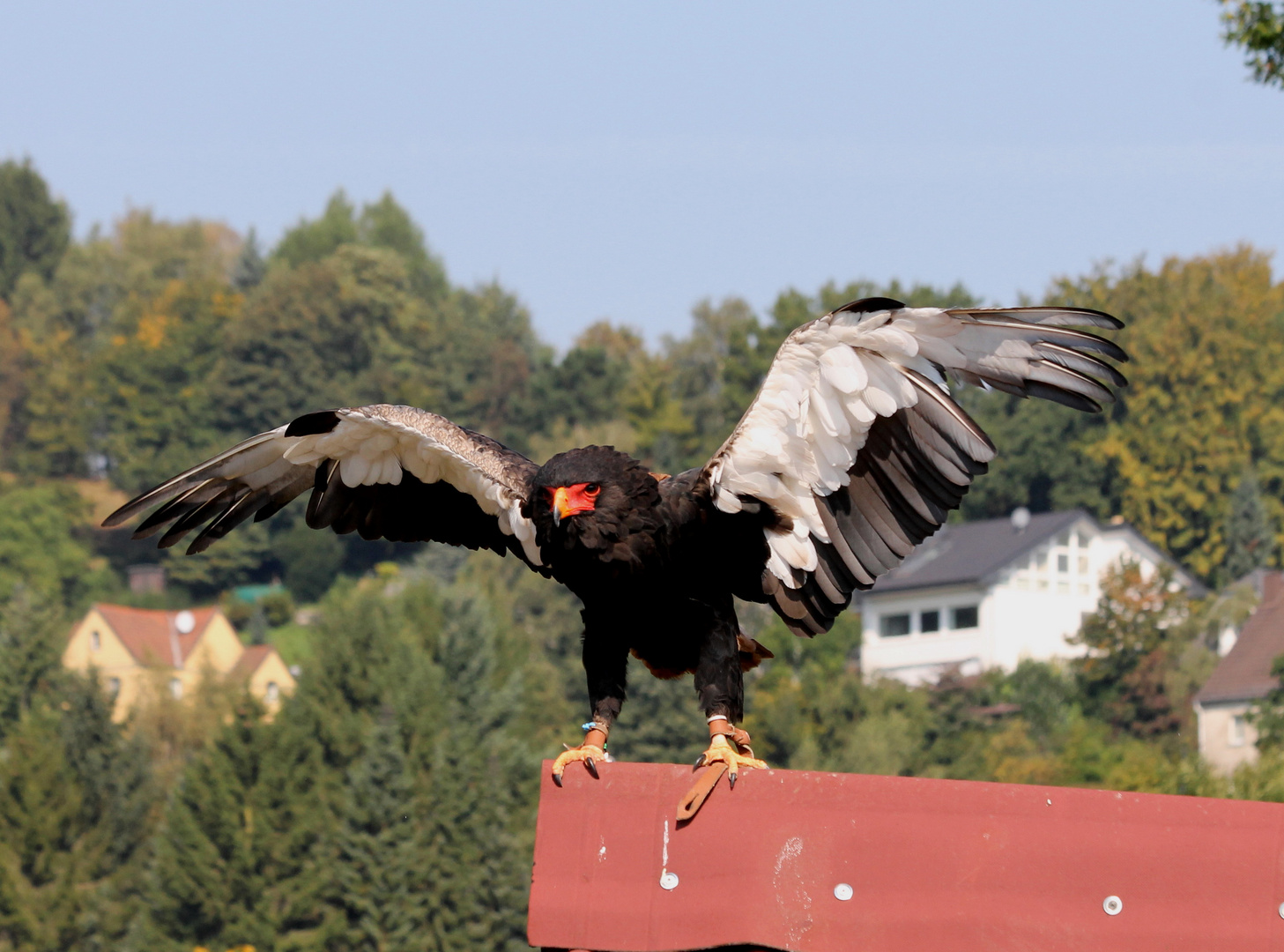 Der Schlangenadler in Aktion