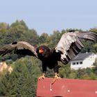 Der Schlangenadler in Aktion