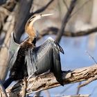 Der Schlangenhalsvogel