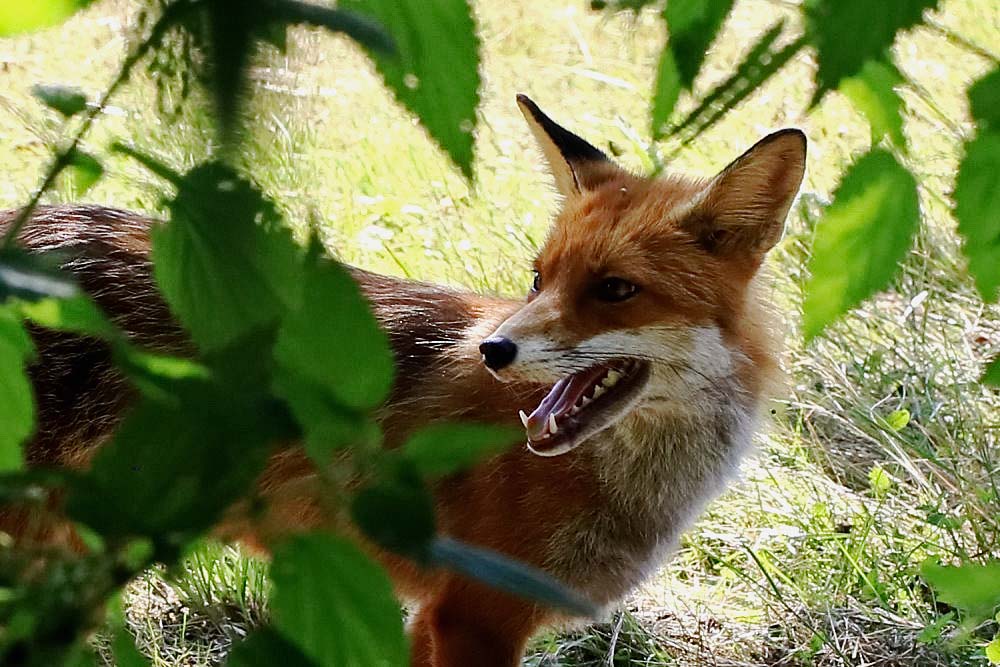 der schlaue Fuchs