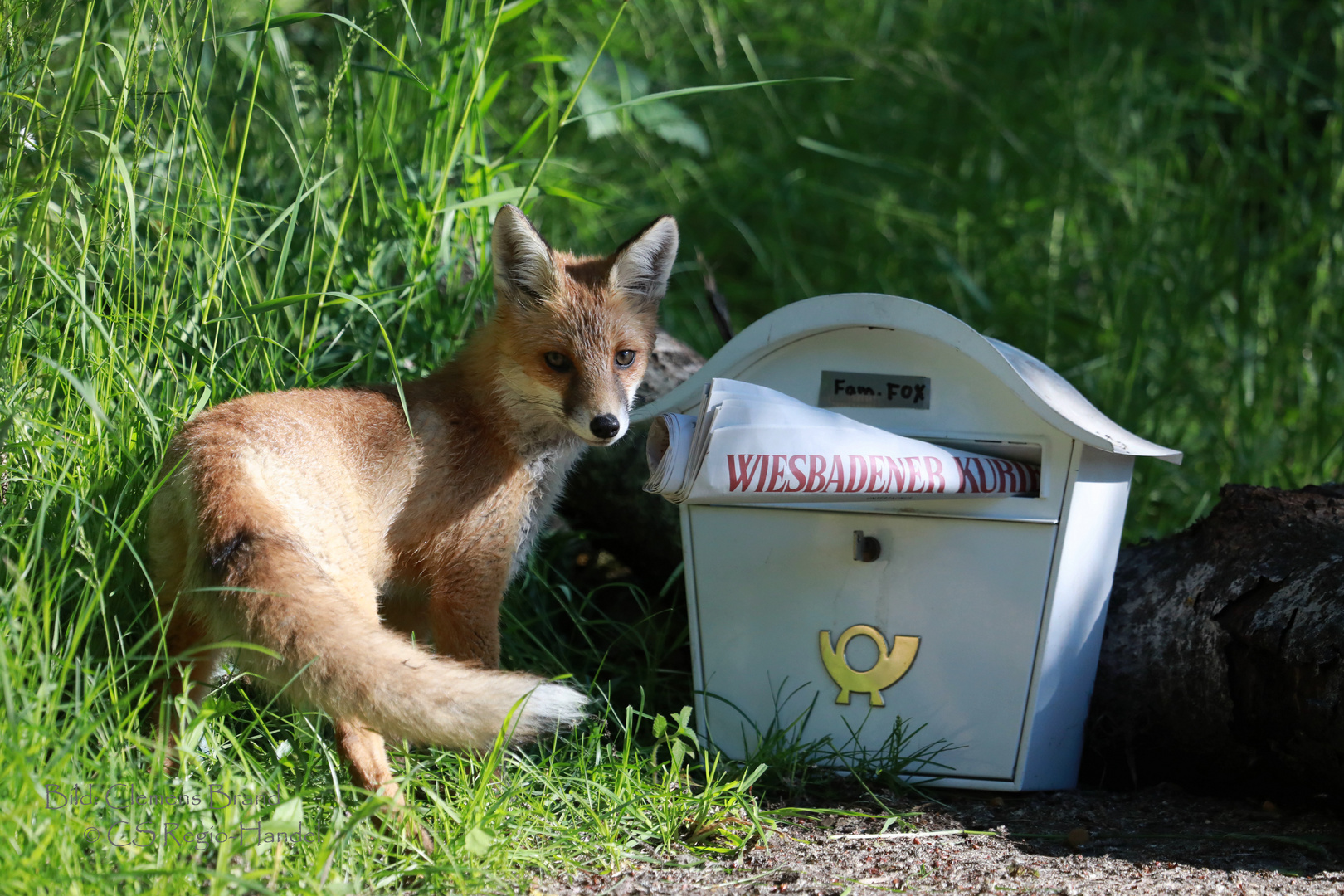 Der schlaue Fuchs...