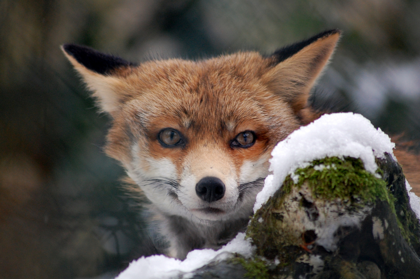 Der schlaue Fuchs