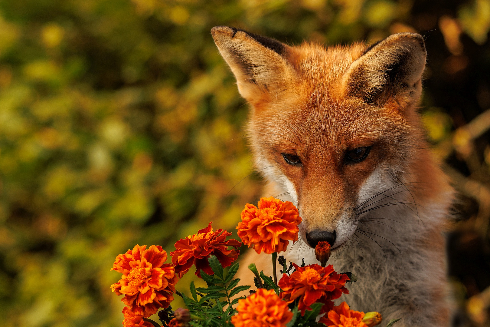 Der schlaue Fuchs ...