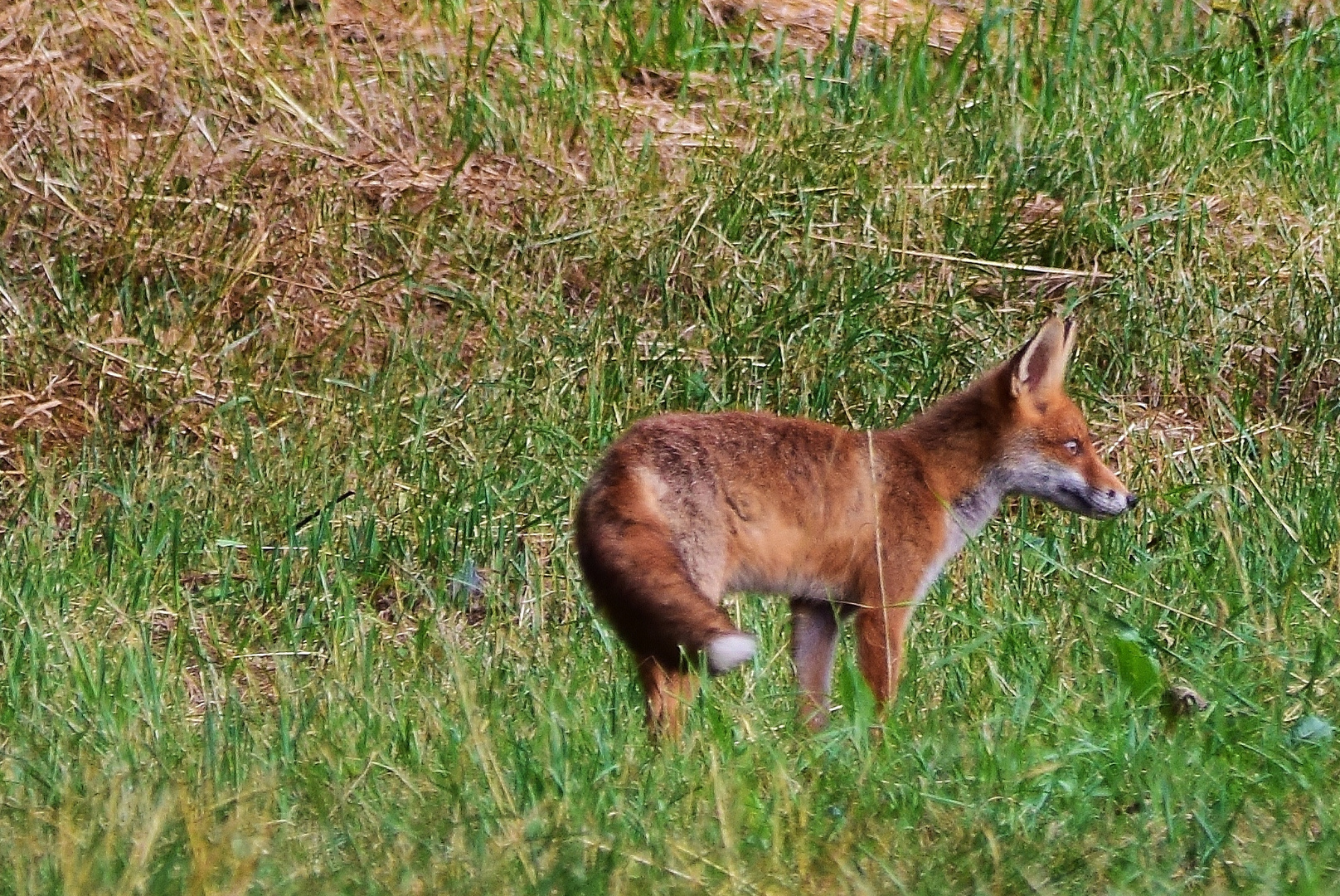 Der schlaue Fuchs