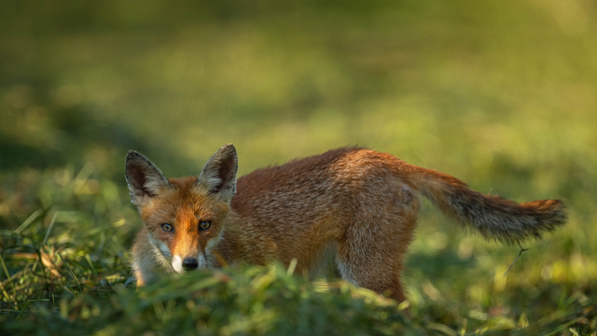 Der Schlaue Fuchs  meine Tarnung aufgeflogen