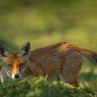 Der Schlaue Fuchs  meine Tarnung aufgeflogen