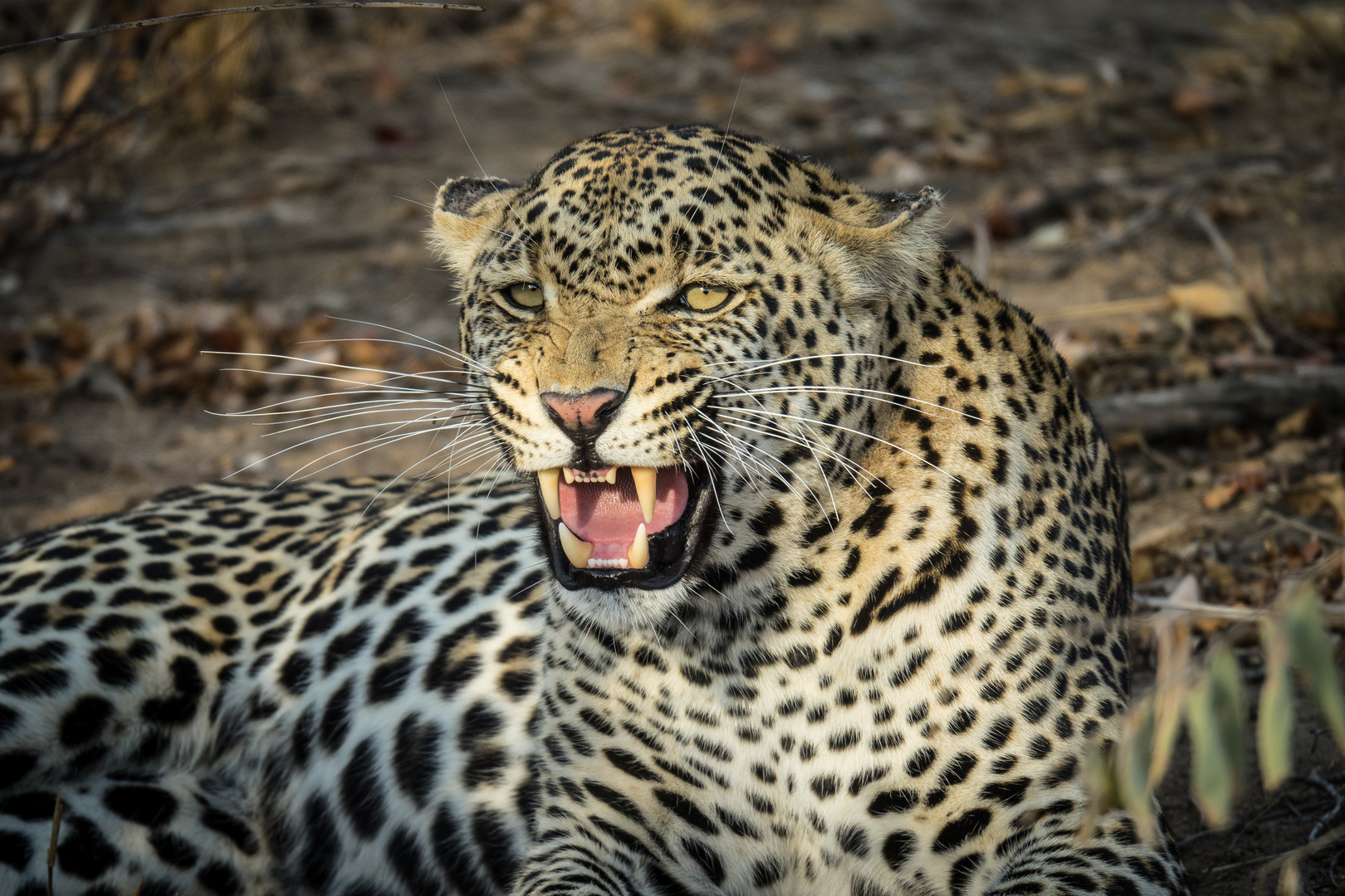 Der schlecht gelaunte Leopard