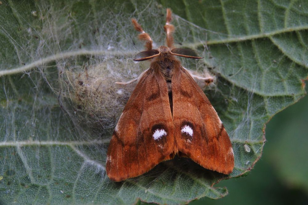 Der Schlehenbürsterspinner