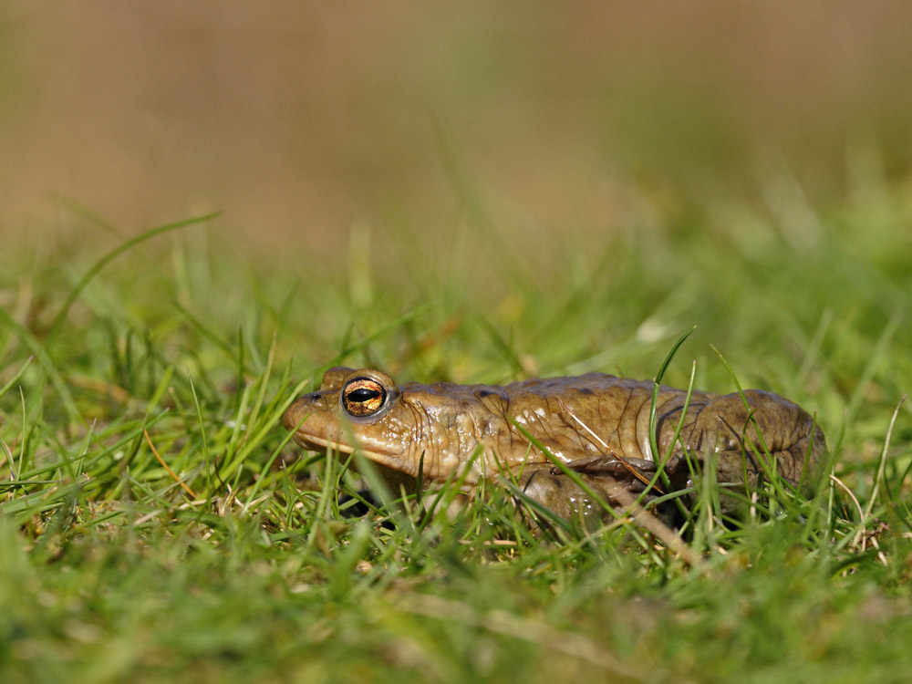 Der Schleicher Foto & Bild tiere, wildlife, amphibien & reptilien