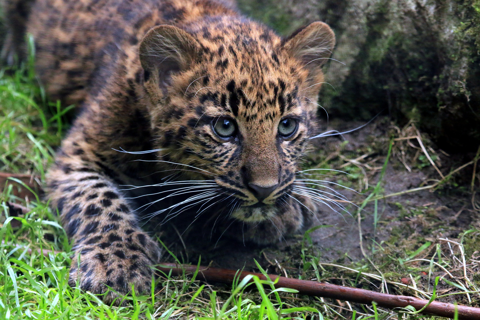 Der Schleicher Foto & Bild säugetiere Bilder auf