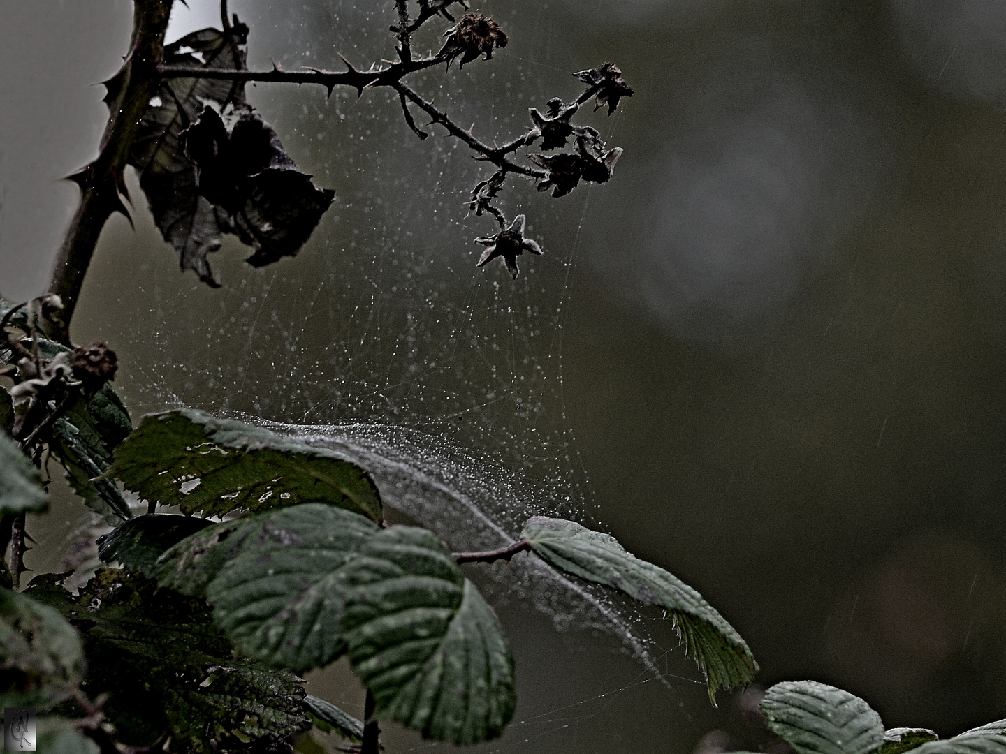 Der Schleier des Herbstes