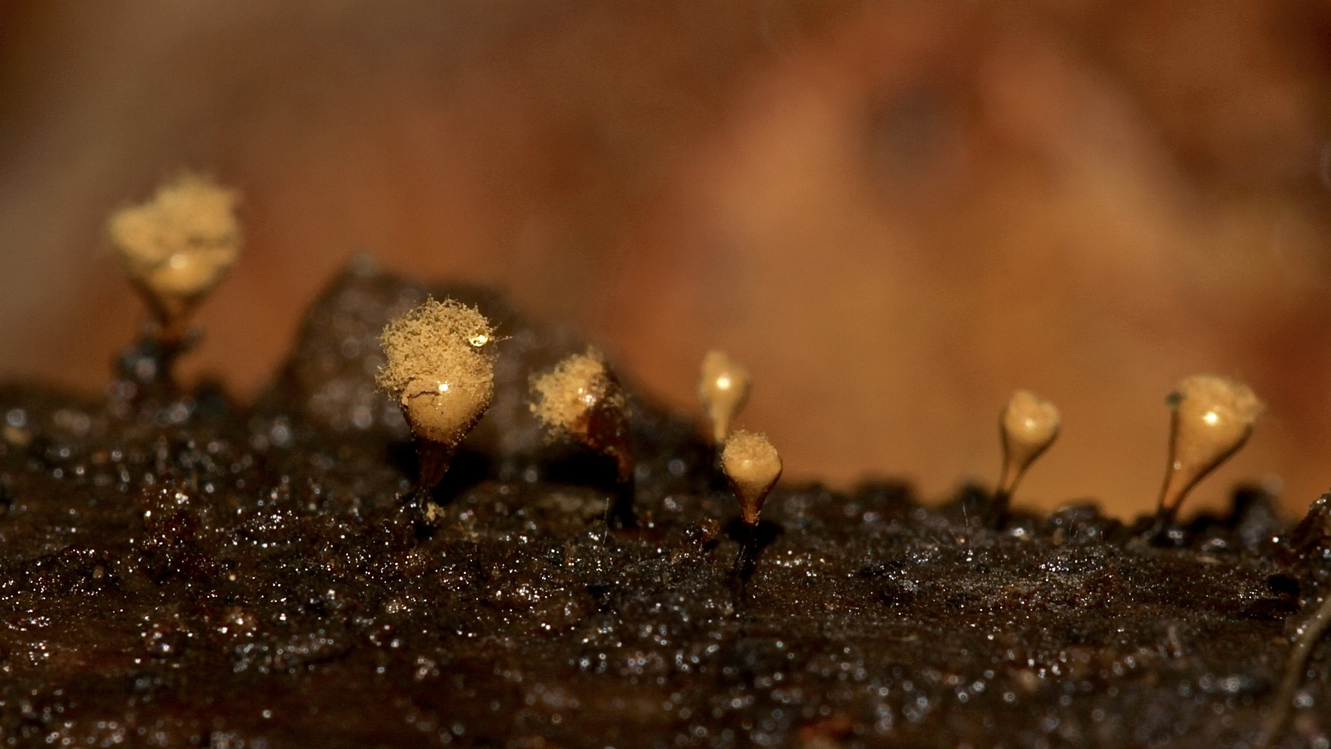 Der Schleimpilz Hemitrichia calyculata Foto & Bild pilze, natur