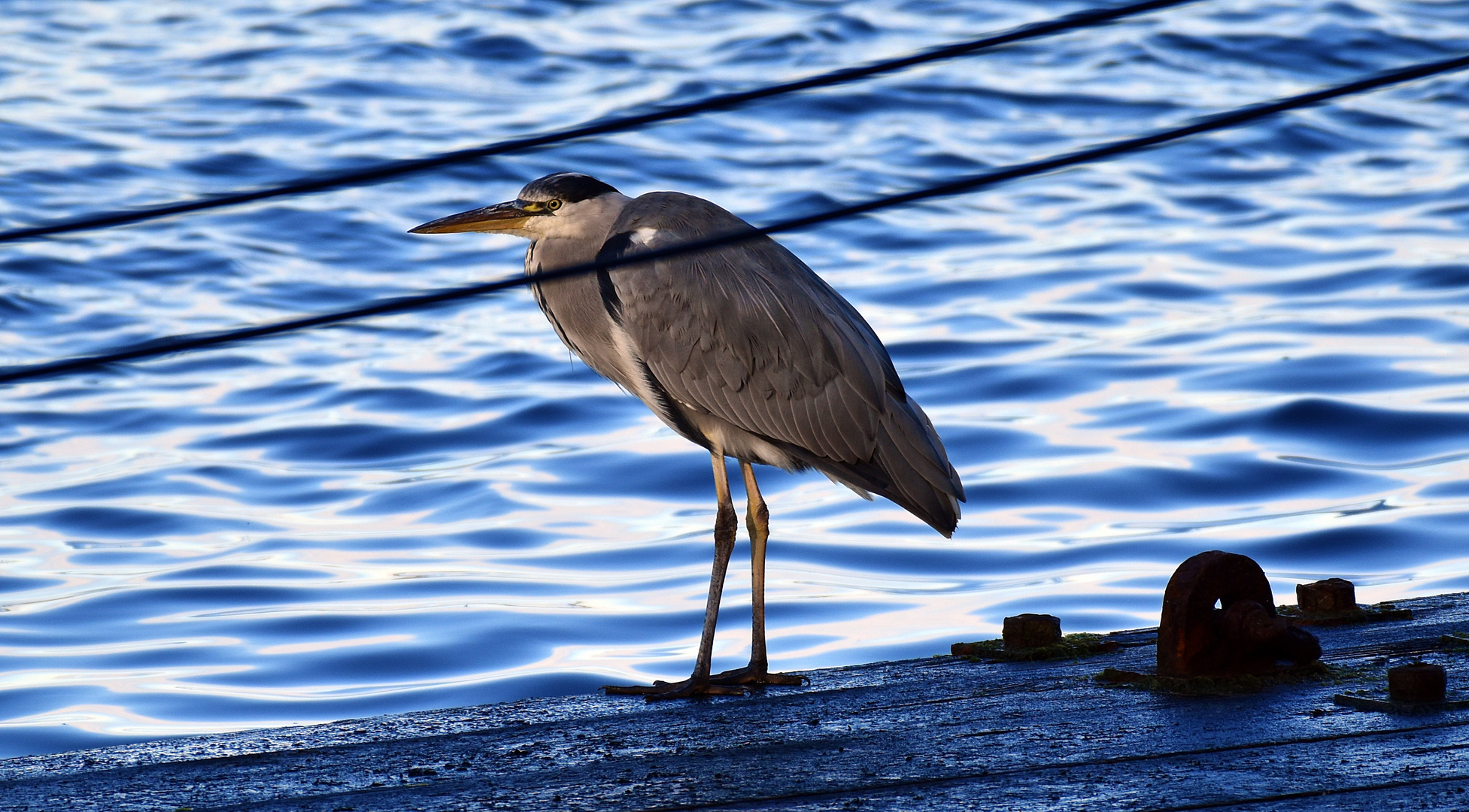 Der Schleusenwärter in Kiel Holtenau