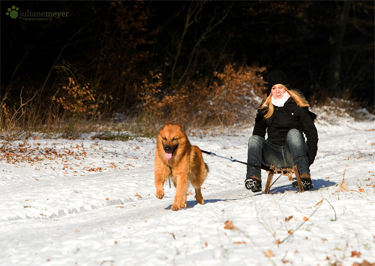 Der Schlittenfuchs