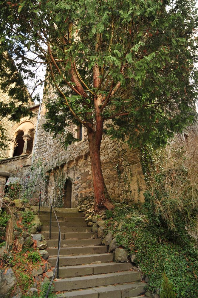 Der Schloss Baum
