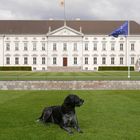 Der Schlosshund