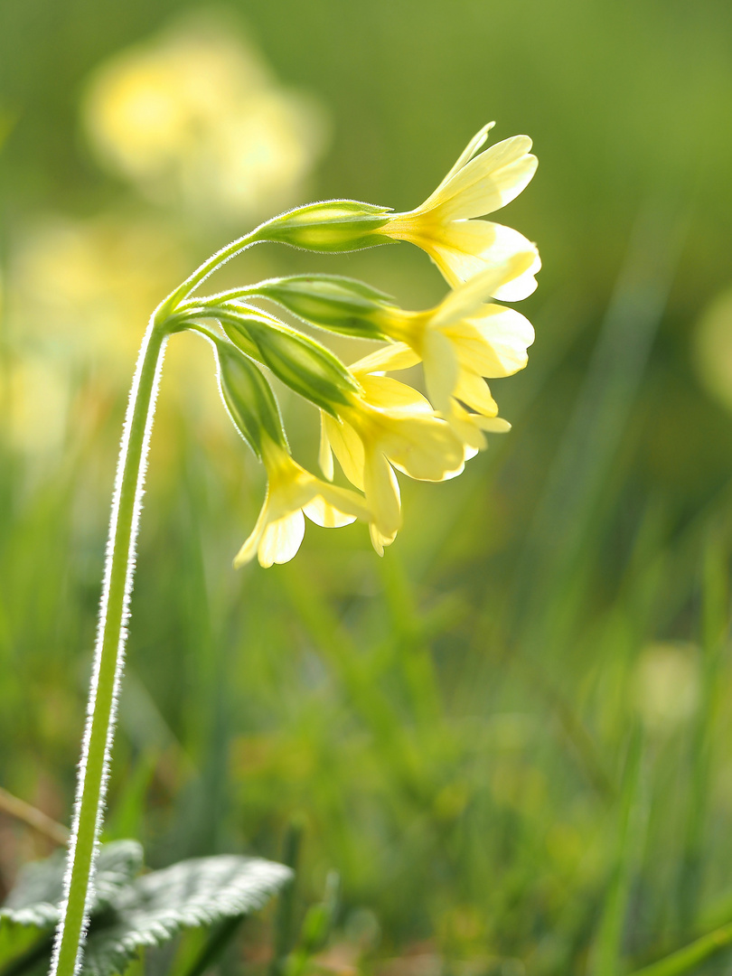 Der Schlüssel zum Frühling ...