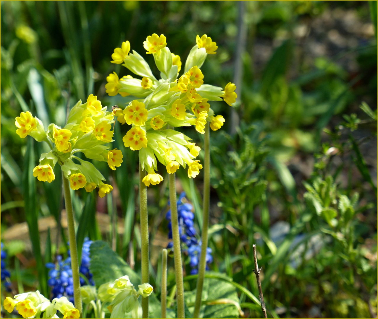 der Schlüssel zum Frühling