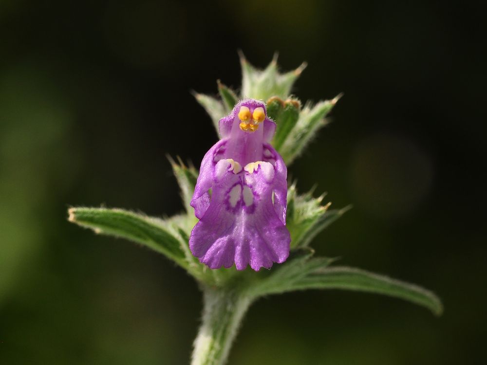 Der Schmalblättrige Hohlzahn (Galeopsis angustifolia)