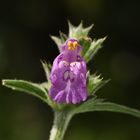 Der Schmalblättrige Hohlzahn (Galeopsis angustifolia)