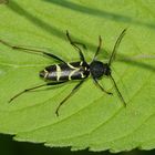 Der Schmalfühlerige Widderbock (Clytus lama), der ...