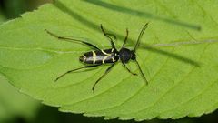 Der Schmalfühlerige Widderbock (Clytus lama), der ...