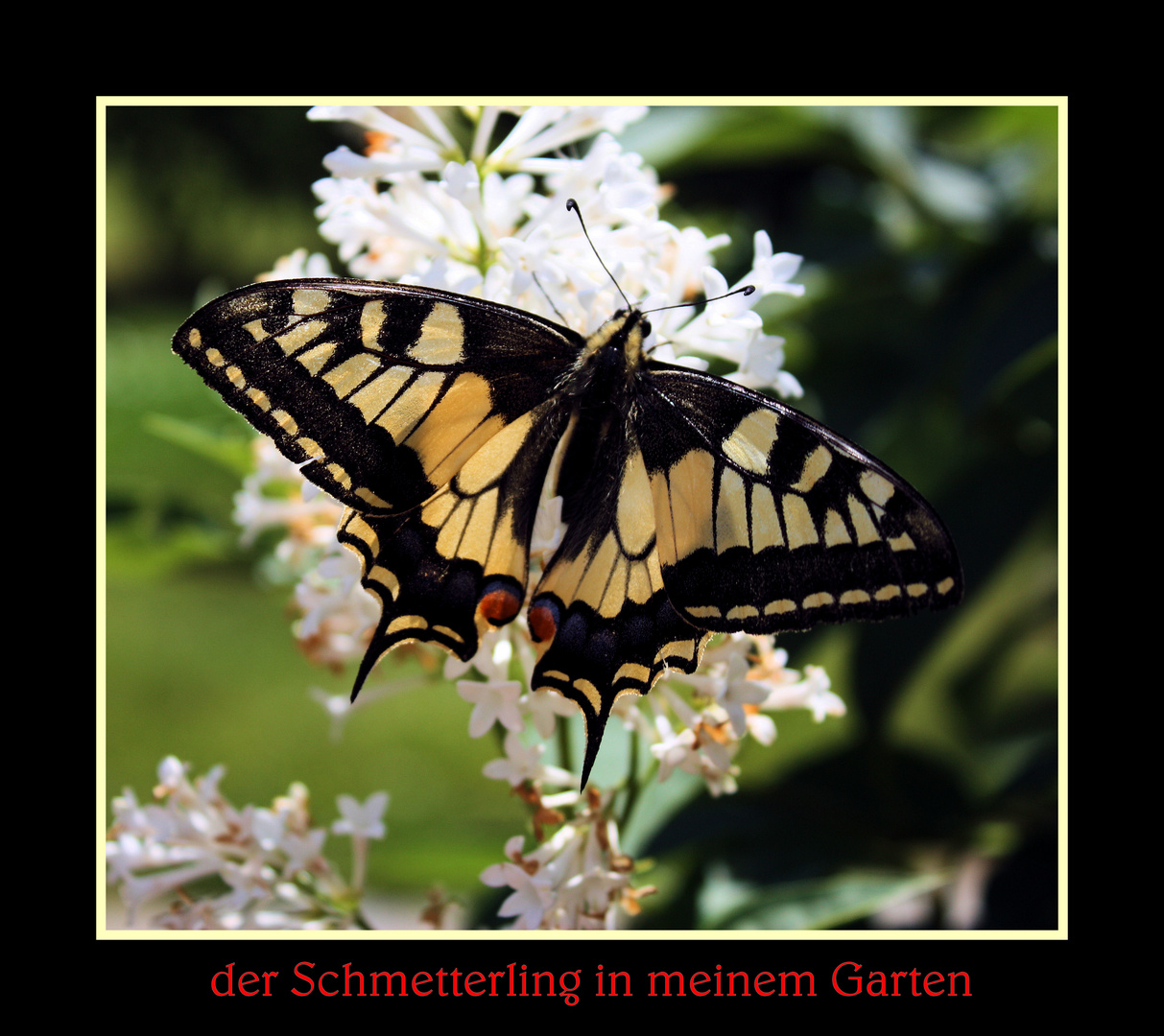 Der Schmeterling