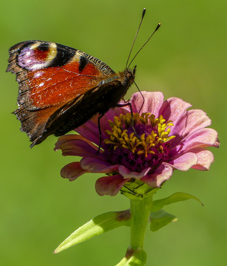 Der Schmetterling 