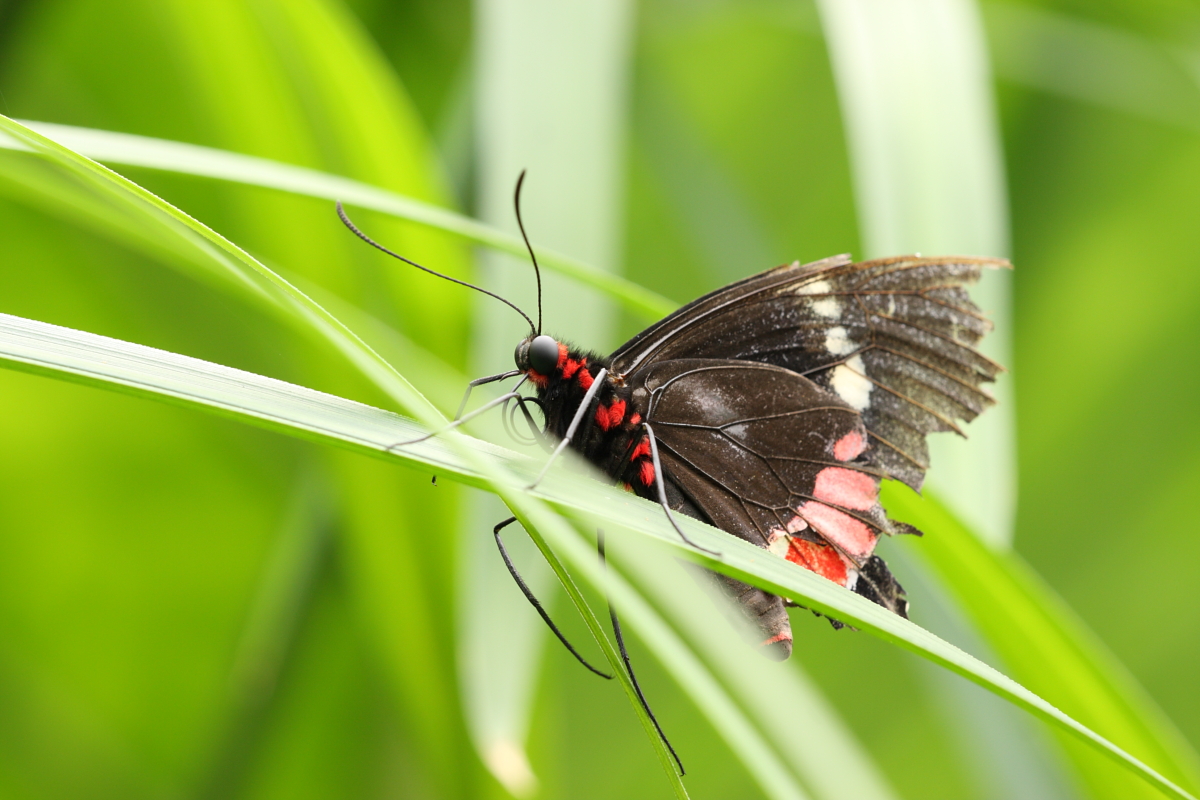 Der Schmetterling