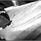 Der Schmetterling