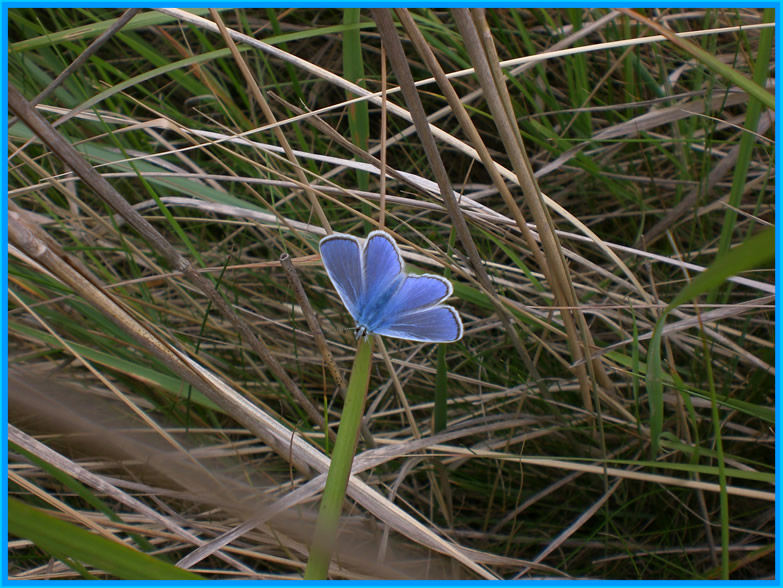 Der Schmetterling